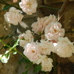 Flowers and plants