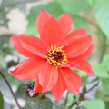 DSC 0029
