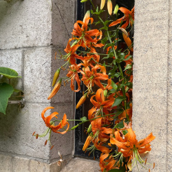 Flowers and plants