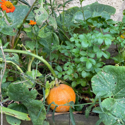 Autumn Planting 2024