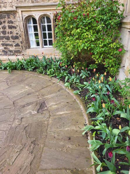 Arched Tulips Front Quad April 2024.jpg