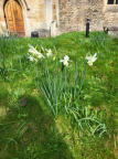 Hall Library and daffodils April 2024