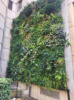 Living wall April 2024