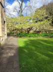 Tree in Broadbent garden April 2024 1