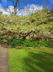 Tree in Broadbent Garden April 2024 2