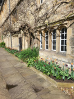 Tulips and wisteria April 2024