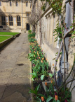 Tulips in beds April 2024