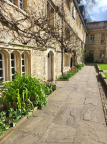 Tulips in Front Quad 2024 2