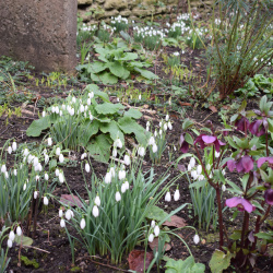 Spring Planting 2025