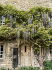 Wisteria 3