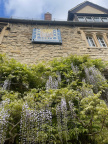 Wisteria 4