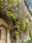 Wisteria 5