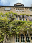Wisteria 7