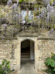 Wisteria 8