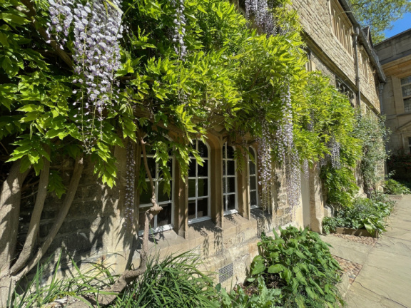 Wisteria 12