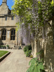 Wisteria 14