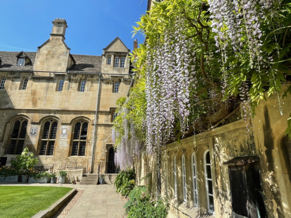 Wisteria 13