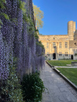 Wisteria 15