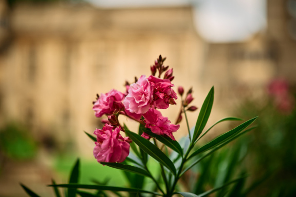 St Edmund Hall Summer Planting