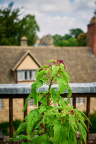 St Edmund Hall Summer Planting