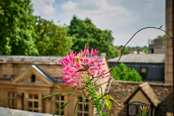 St Edmund Hall Summer Planting
