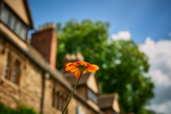 St Edmund Hall Summer Planting