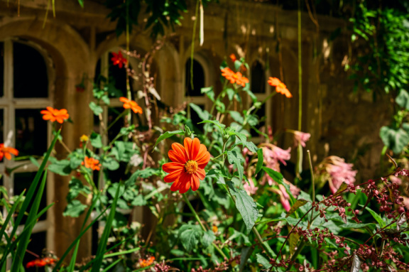 St Edmund Hall Summer Planting