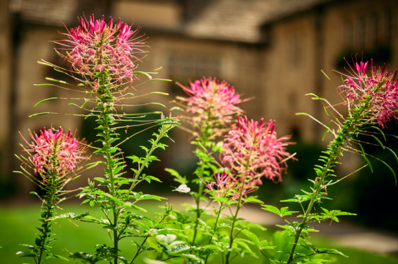 St Edmund Hall Summer Planting