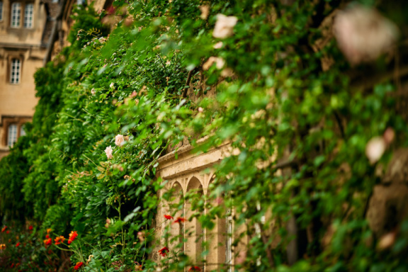 St Edmund Hall Summer Planting