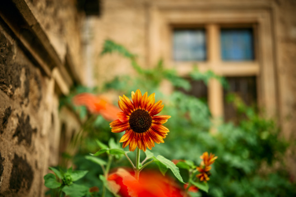 St Edmund Hall Summer Planting