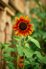 St Edmund Hall Summer Planting