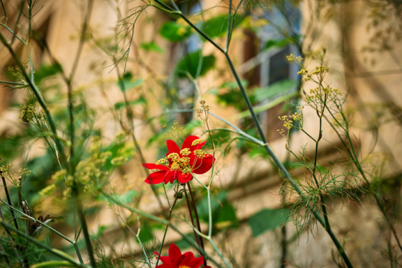 St Edmund Hall Summer Planting