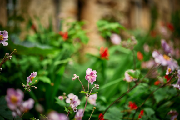 St Edmund Hall Summer Planting