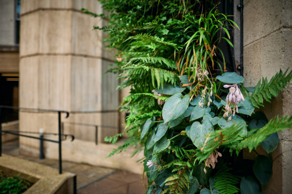 St Edmund Hall Summer Planting