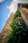 St Edmund Hall Summer Planting