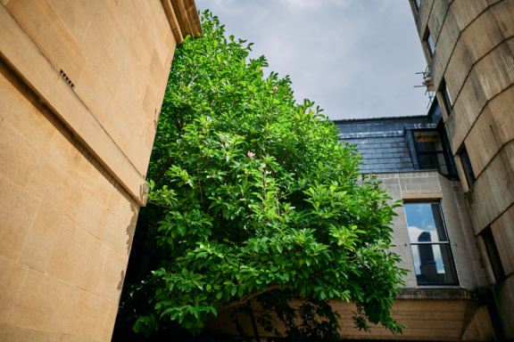 St Edmund Hall Summer Planting
