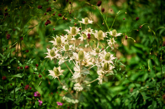 St Edmund Hall Summer Planting