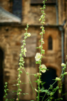 St Edmund Hall Summer Planting