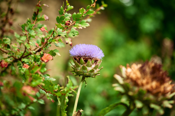St Edmund Hall Summer Planting